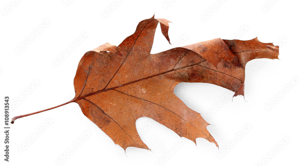Naklejka premium Dry leaf, isolated on white