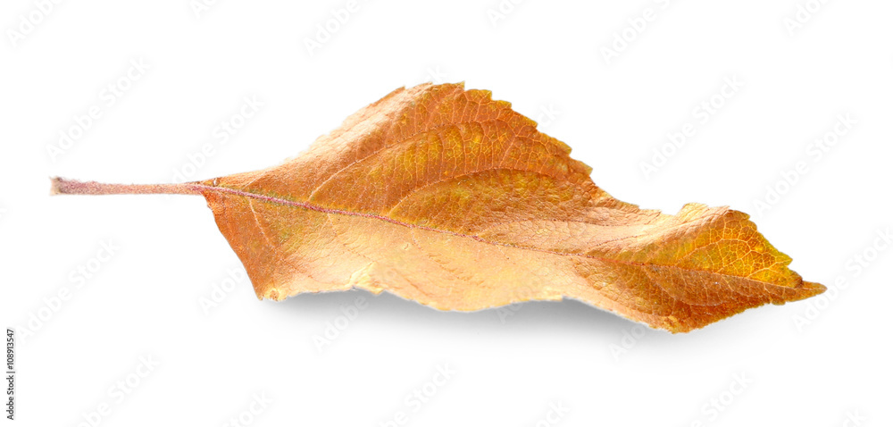 Dry leaf, isolated on white Dry leaf, isolated on white