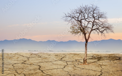 Lonely tree landscape dry ground with morning mist