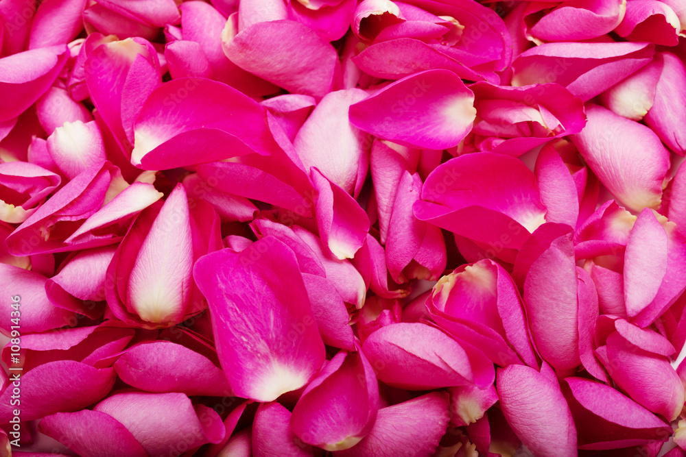 Close up pink rose petal background