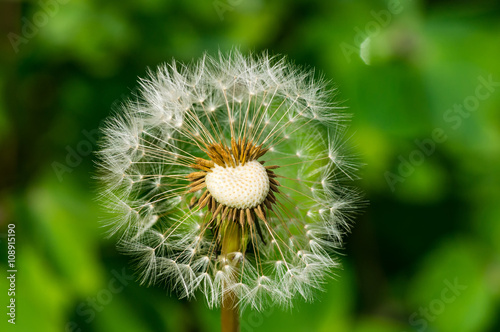 Blooming dandelion