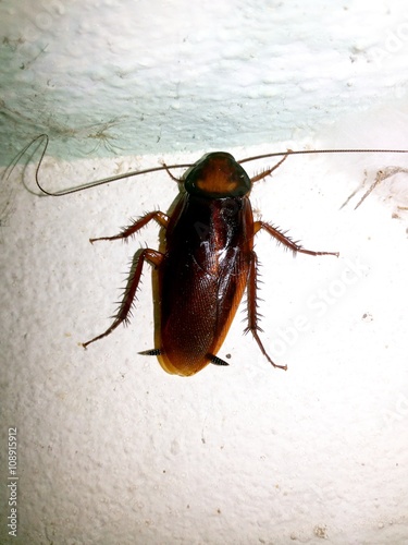 A cockroach

