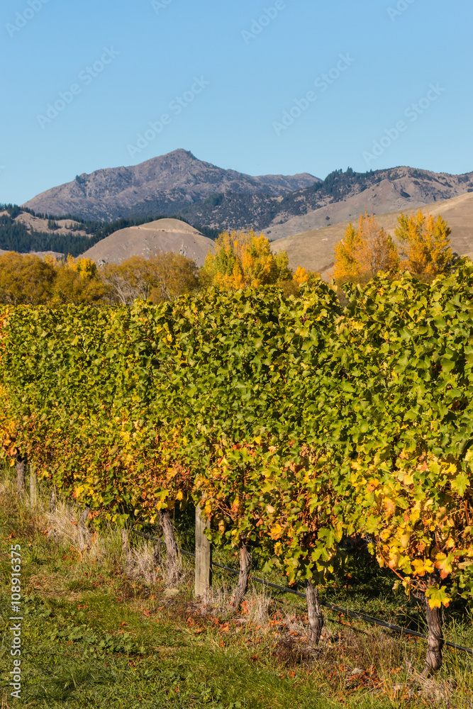 closeup of vineyard in autumn