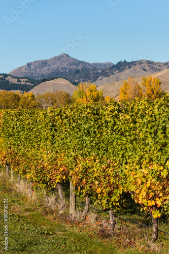 closeup of vineyard in autumn