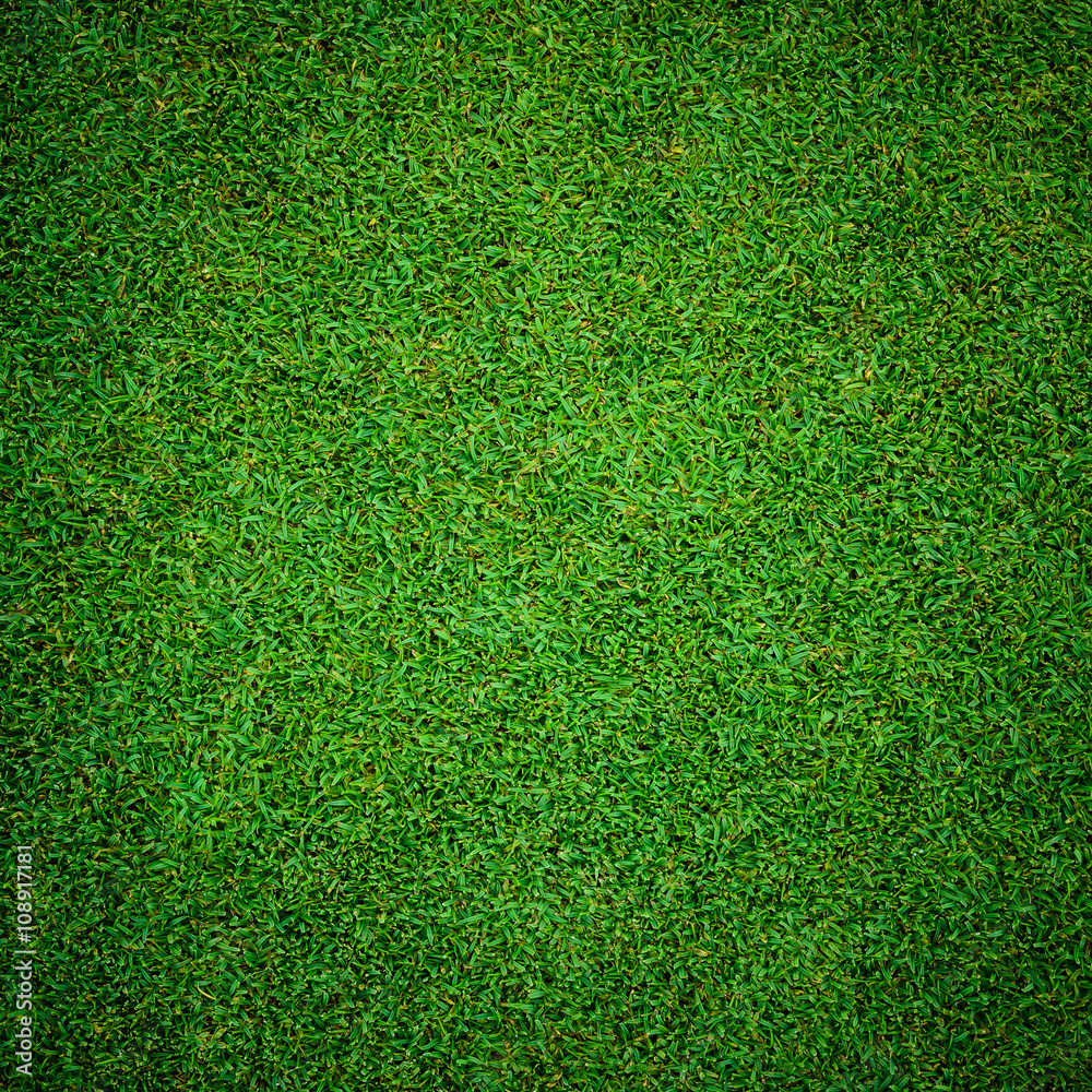 Fototapeta premium Background and texture of Beautiful green grass pattern from golf course