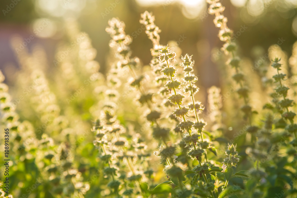 Obraz premium Holy basil flowers for cooking or herb with morning sunlight