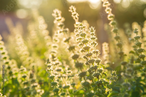 Holy basil flowers for cooking or herb with morning sunlight