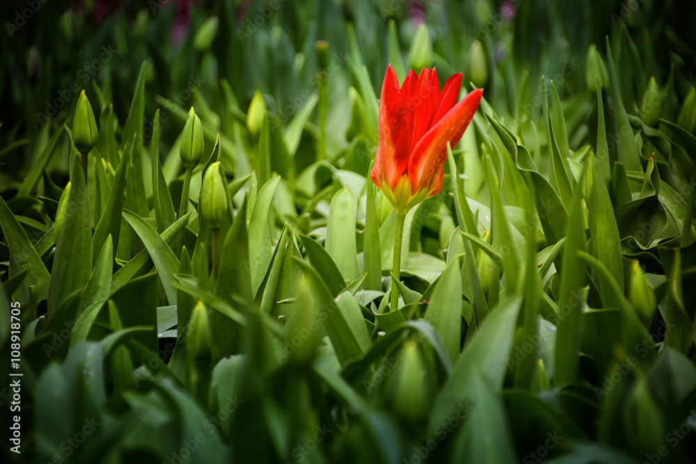 Keukenhof, the Netherlands