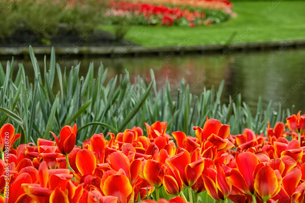 Keukenhof, the Netherlands