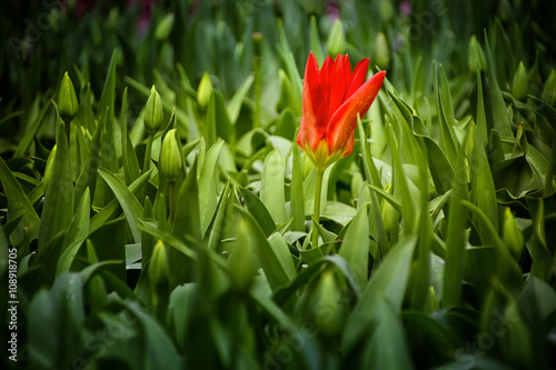 Obraz na płótnie Keukenhof, the Netherlands w salonie