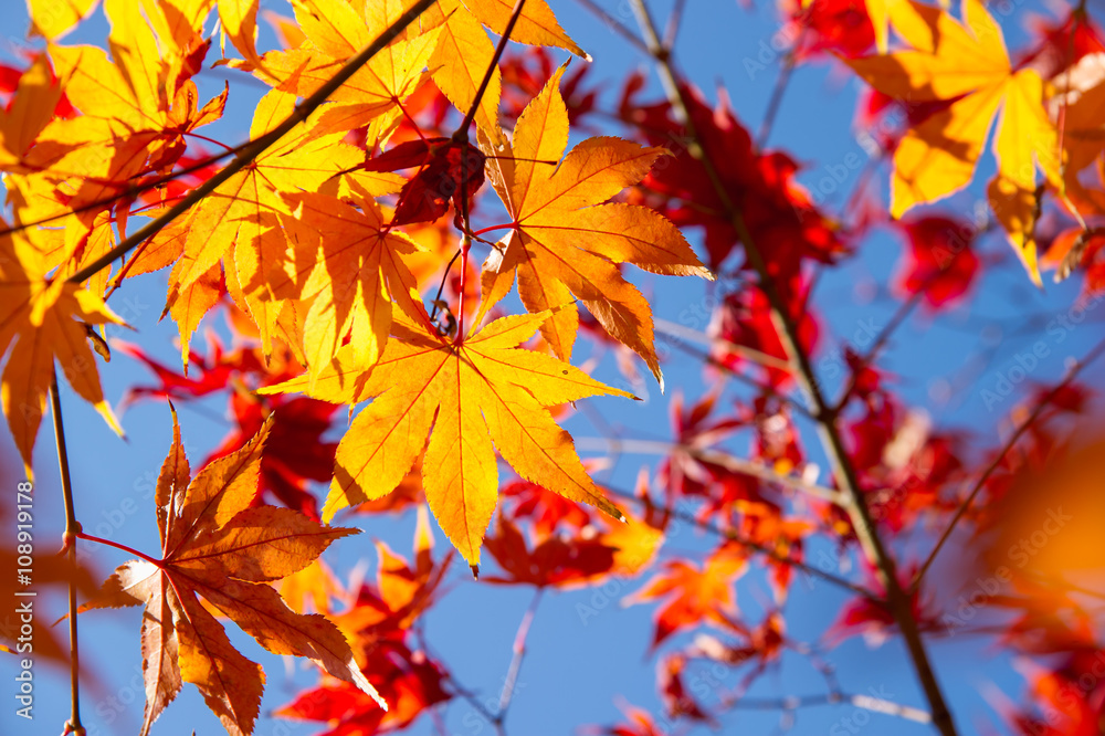 autumn leaf autumn leaf