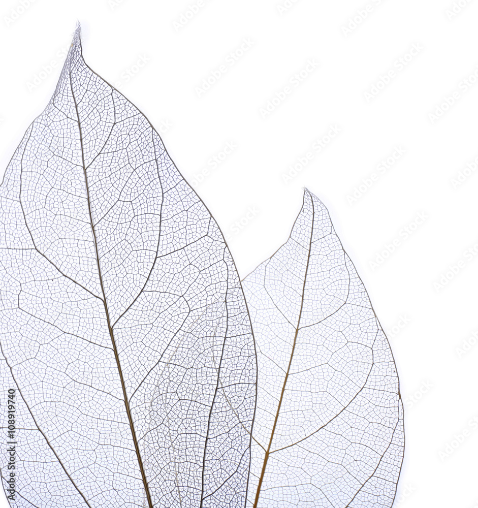 Obraz premium Skeleton leaves isolated on white