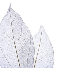 Papier peint photo Nervures de feuilles Skeleton leaves isolated on white  © Africa Studio