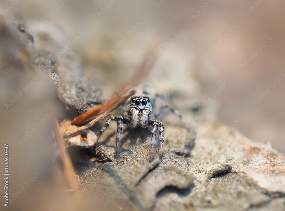 jumping spider on tree bark jumping spider on tree bark