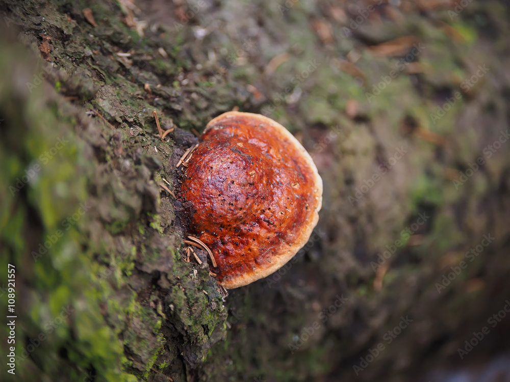 tinder fungus on a tree in the forest tinder fungus on a tree in the forest