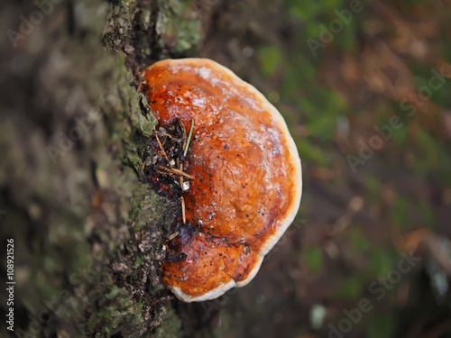 tinder fungus on a tree in the forest
