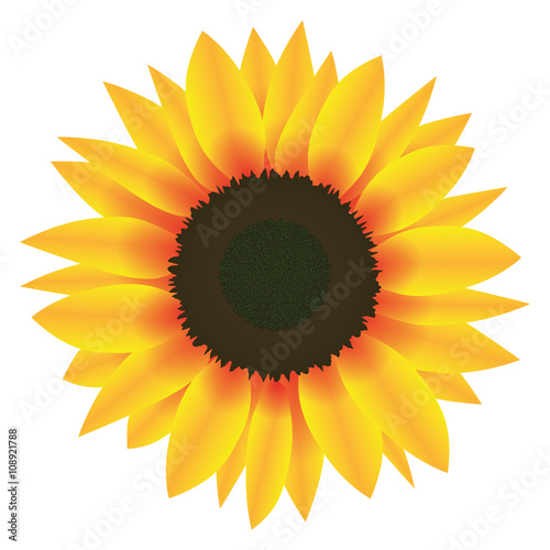 Illustration Vector Graphic Flower Sunflower