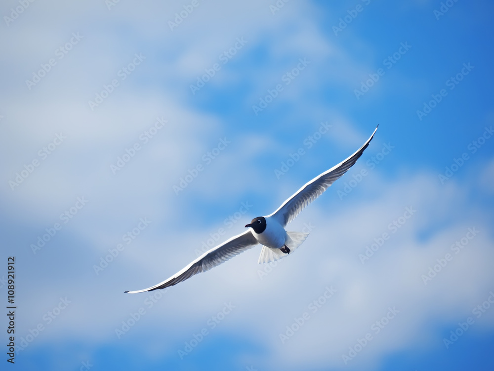 seagull in flight