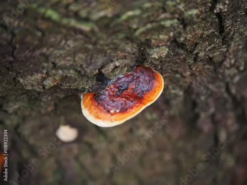 tinder fungus on a tree in the forest