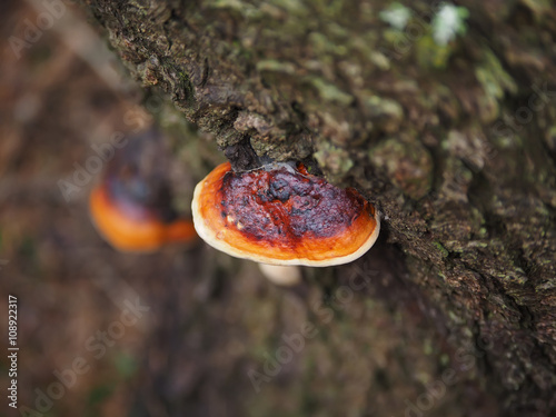 tinder fungus on a tree in the forest