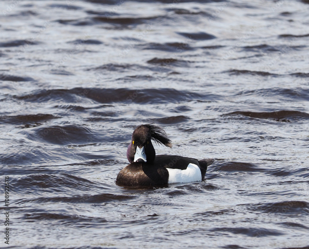 Fototapeta premium tufted duck on the lake