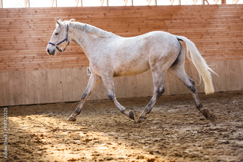 Training of sport horse © castenoid