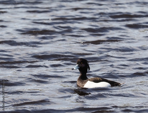 tufted duck on the lake