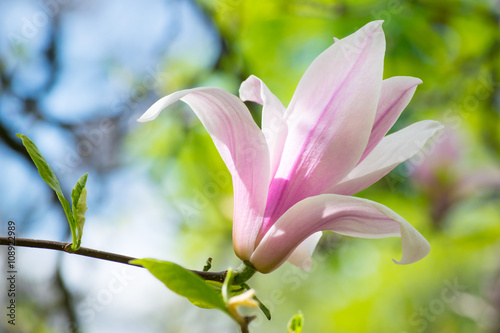 Pink magnolia flowers