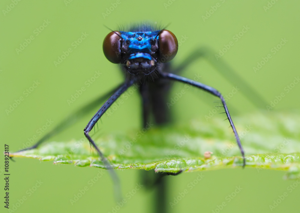 beautiful dragonfly in the forest