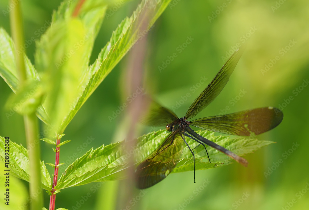 beautiful dragonfly in the forest