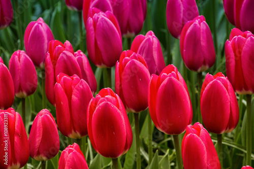 Obraz na płótnie Keukenhof, the Netherlands w salonie