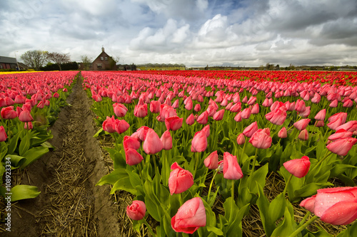 Obraz na płótnie Field of tulips outside Amsterdam, the Netherlands w salonie