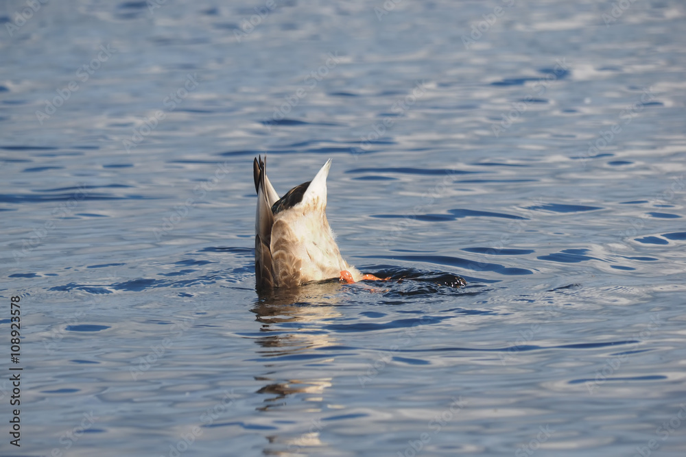 Fototapeta premium duck on the lake