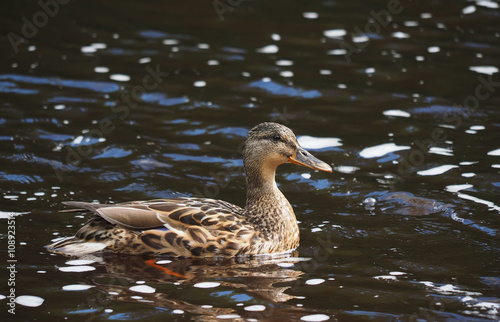 duck on the lake © enskanto
