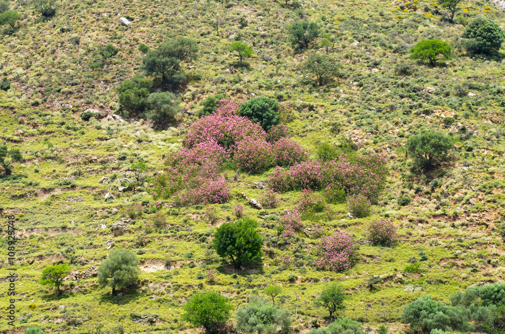 Pastures in the hills of Crete island, Greece