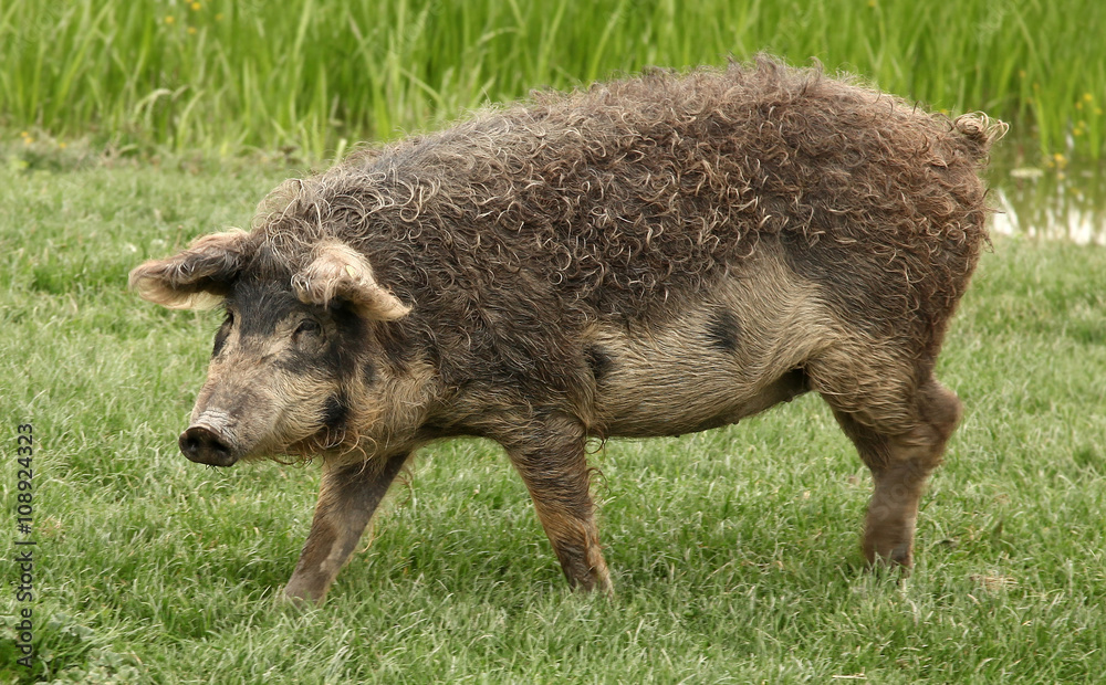 Fototapeta premium Old breed of domestic pig called Mangalica