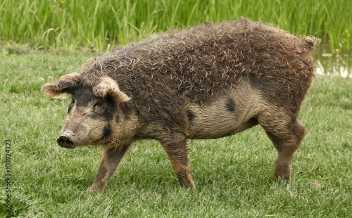Old breed of domestic pig called Mangalica photo