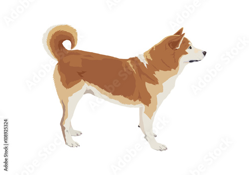 Fototapeta Naklejka Na Ścianę i Meble -  柴犬
