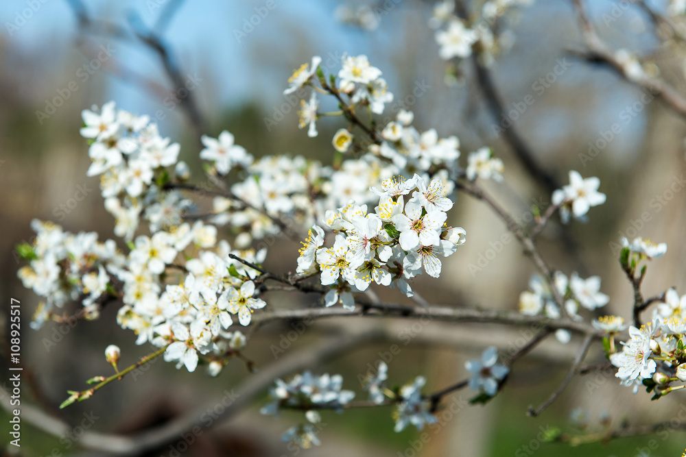 The flower of a cherry tree which blooms on the way. Flowering cherry in the spring, the scent of blossoming apricot. The flower of a cherry tree which blooms on the way. Flowering cherry in the spring, the scent of blossoming apricot.