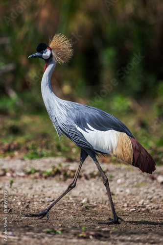 Grey crowned crane  Balearica regulorum   in the savannah of Kenya  Africa