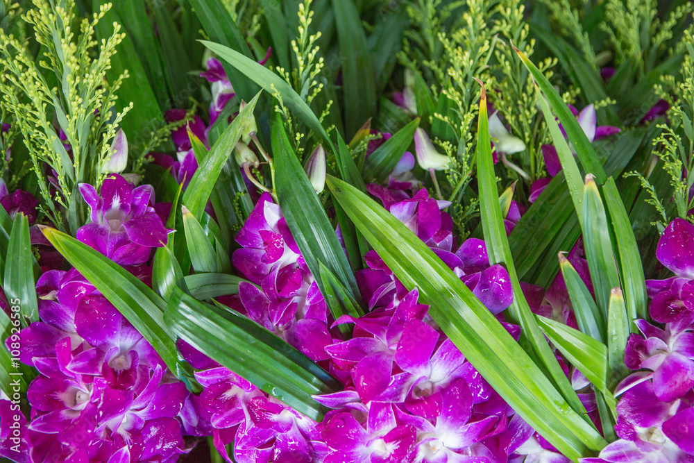 Fototapeta premium thailand flower orchid