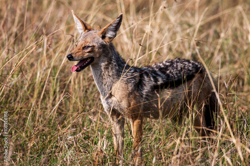 African black backed jackal, in its natural evironment.