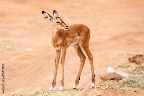 Young Impala baby stands and watching other antelopes in a game reserve © sichkarenko_com