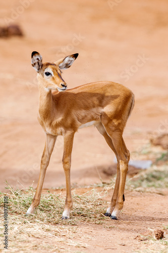 Young Impala baby stands and watching other antelopes in a game reserve © sichkarenko_com
