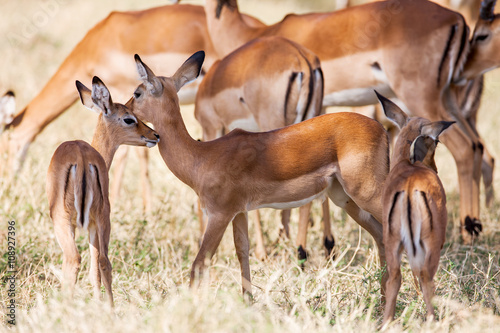 Young Impala baby stands and watching other antelopes in a game reserve 