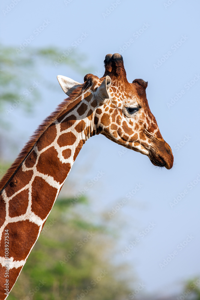 Reticulated Giraffe the male portrait, against backdrop of savannah. Close up Reticulated Giraffe the male portrait, against backdrop of savannah. Close up