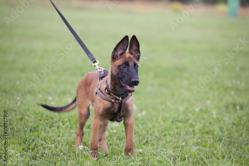 Fototapeta Naklejka Na Ścianę i Meble -  malinois`s pyppy