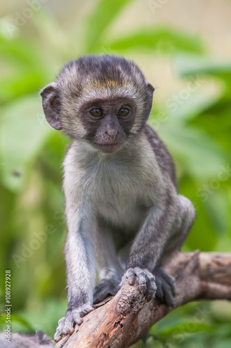 Baby vervet monkey licking and holding branch, Addo Elephant National Park