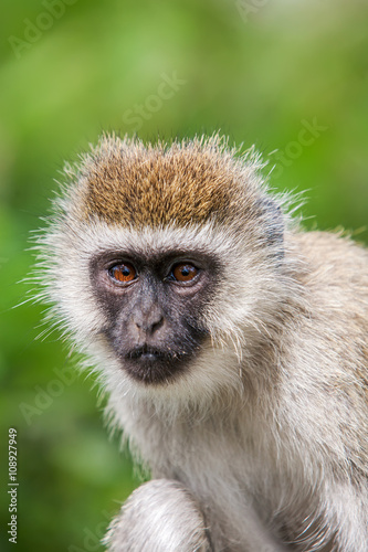 Vervet monkey (Chlorocebus pygerythrus) female close up, Africa © sichkarenko_com