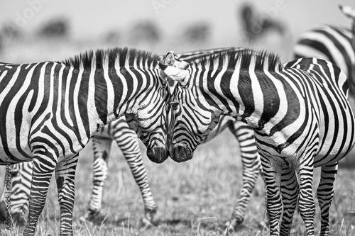 Two zebras, Kruger Park, South Africa
